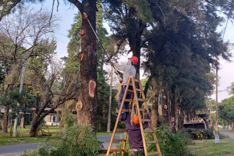 Plan de poda: los trabajos continúan en los boulevares Gálvez y Pellegrini