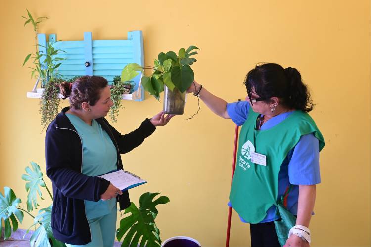 Dengue: en 23 de 35 barrios donde hay ovitrampas se detectó la presencia del vector